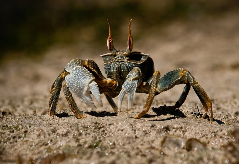 Crab on Muddy Ground — Brown