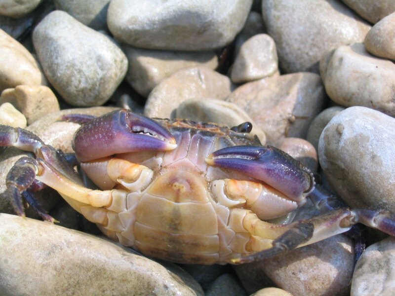 crab on pebbles