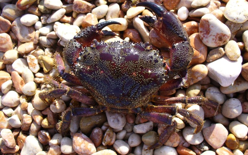crab on pebbles