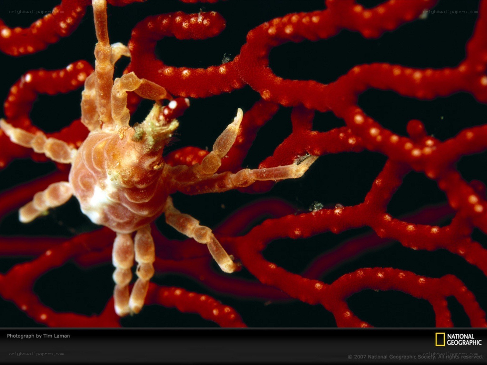 Crab on red coral