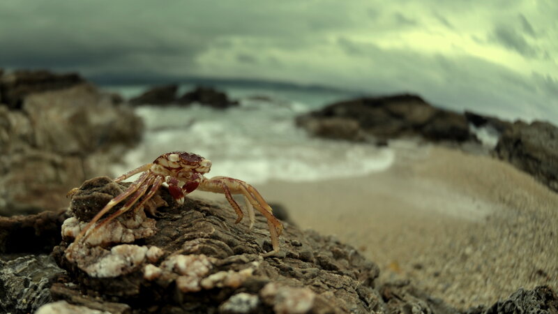 crab on rocky beach