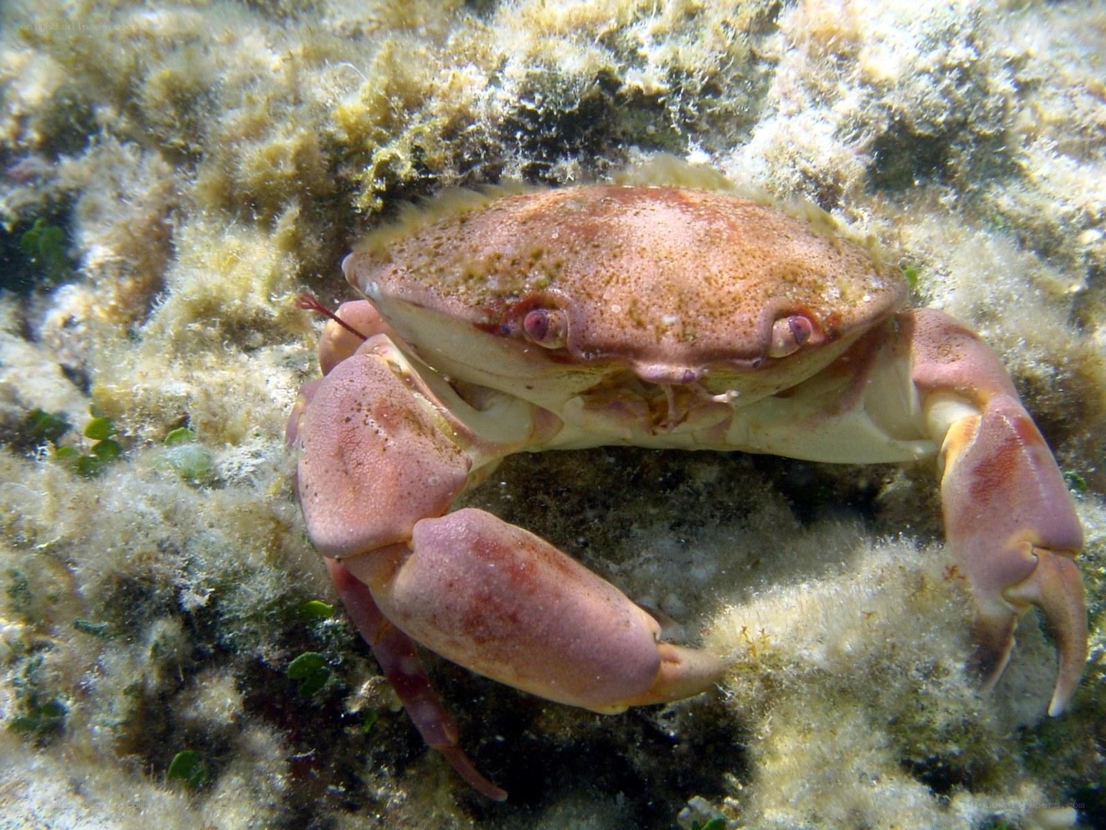crab on rocky seabed