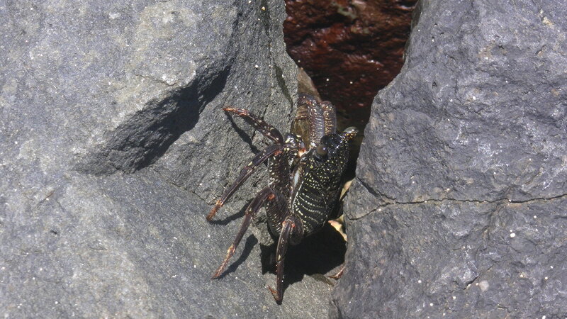 Crab on Rocky Surface — Black