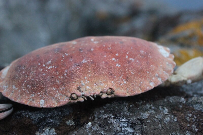Crab on Rocky Surface — Brown