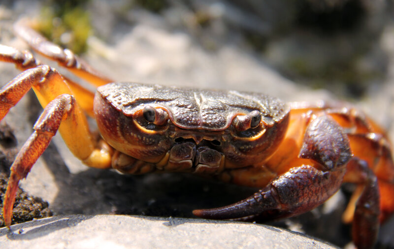 Crab on Rocky Surface