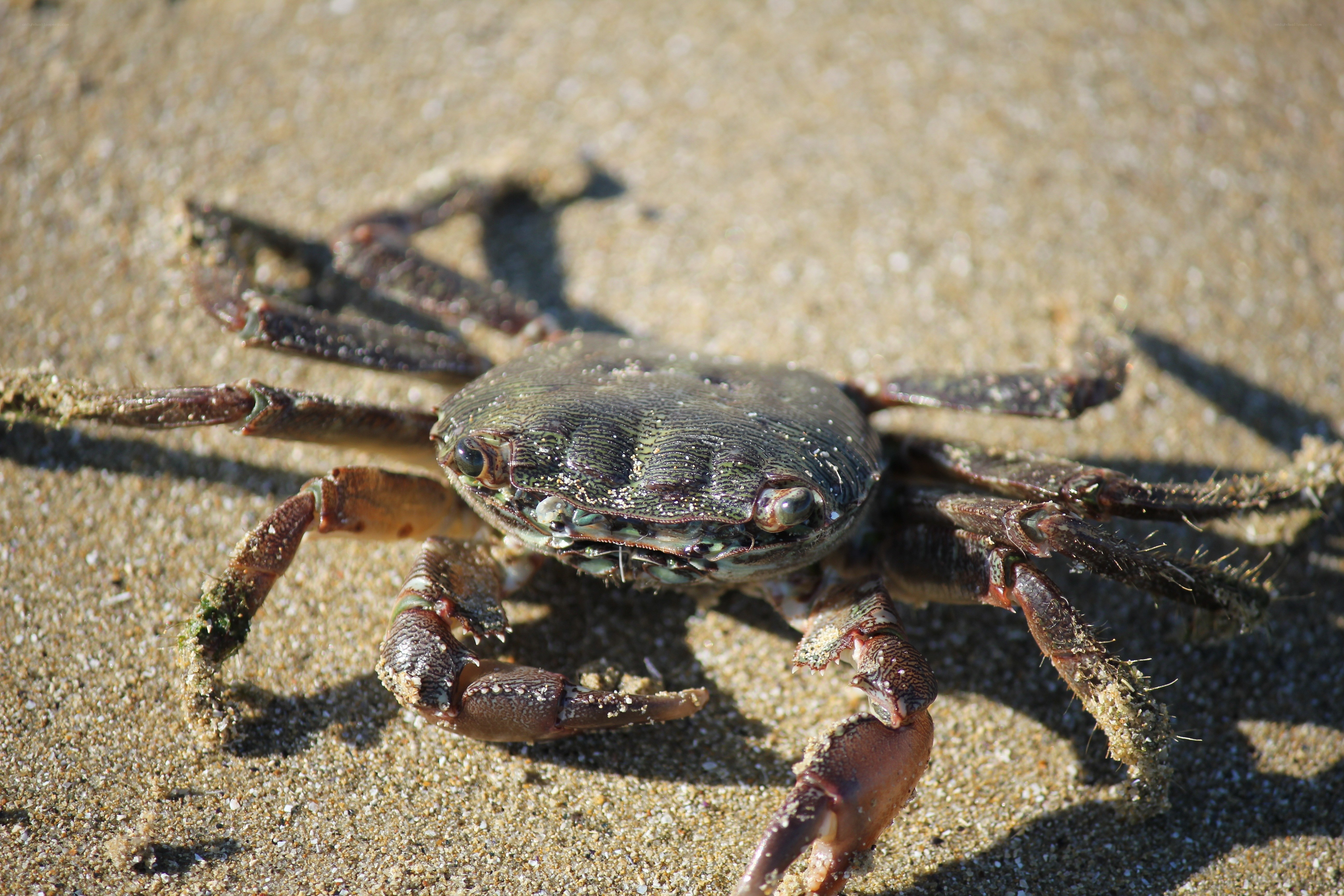 crab on sandy beach