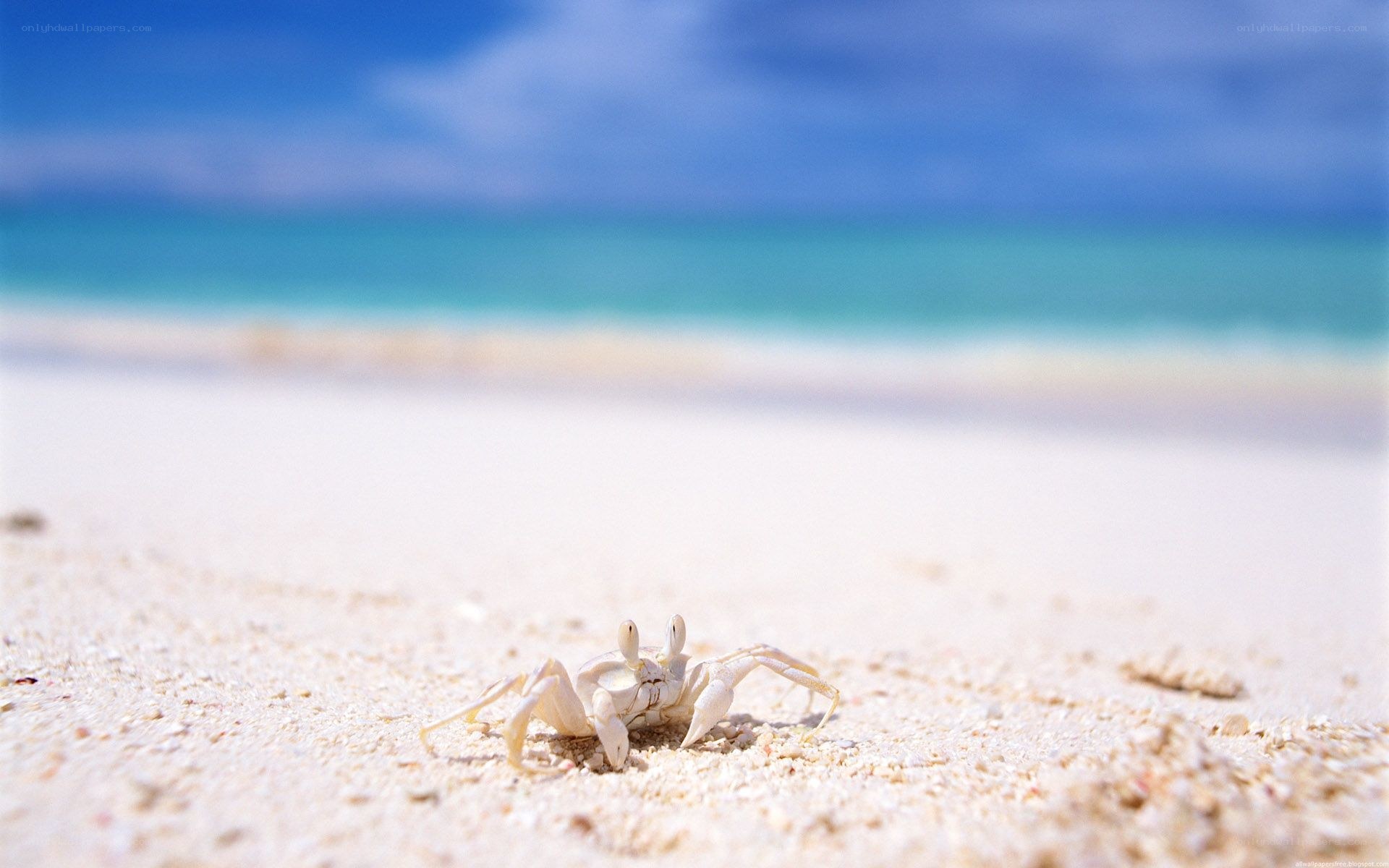 crab on sandy beach