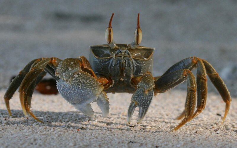 crab on sandy beach