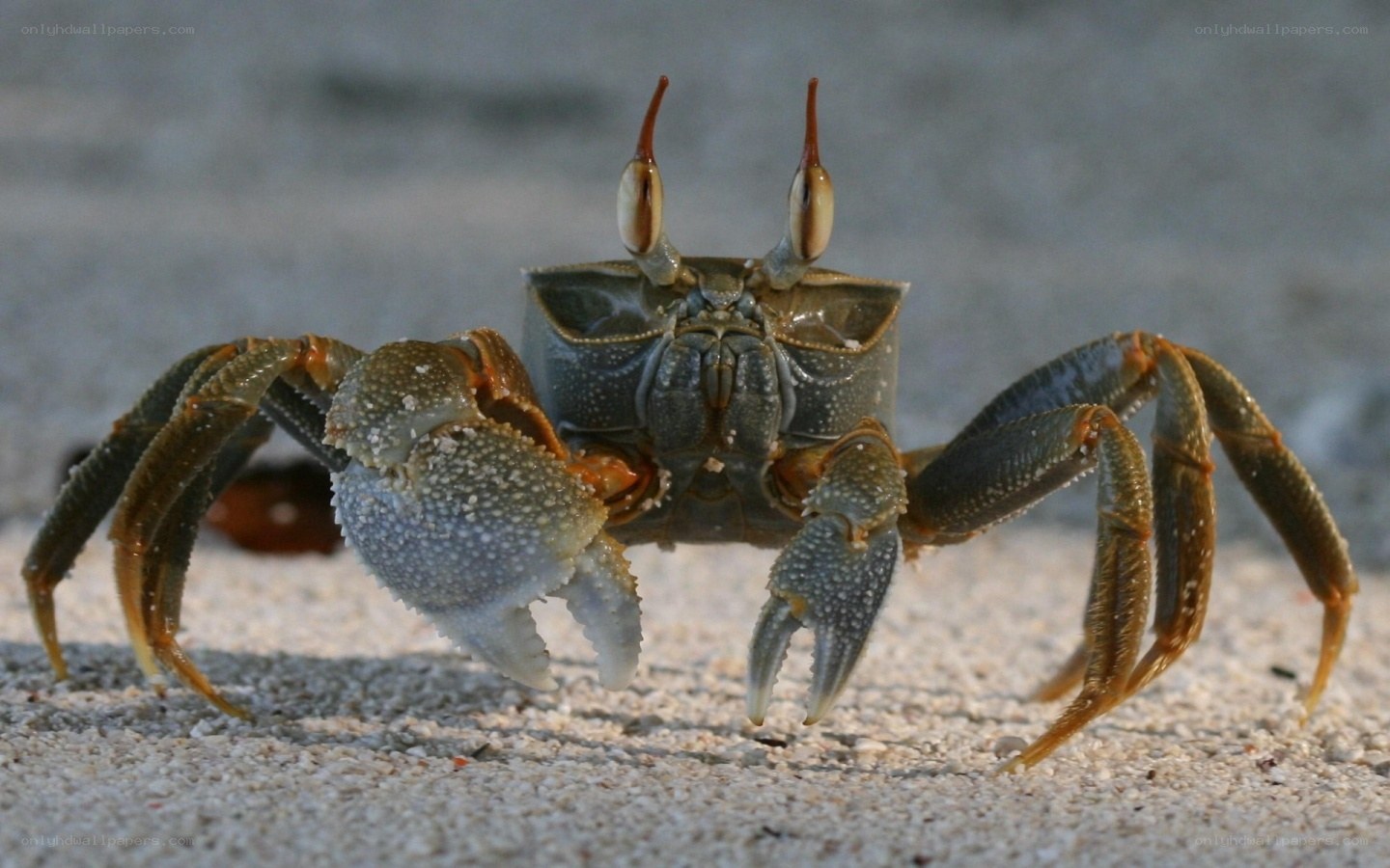 crab on sandy beach
