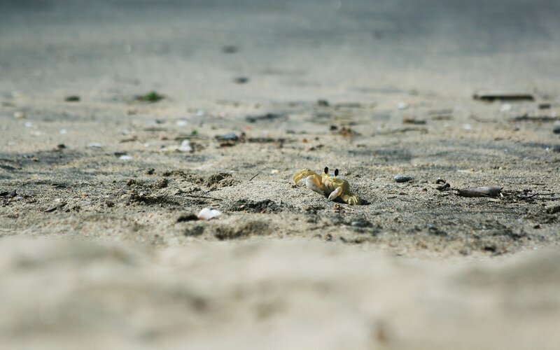crab on sandy beach