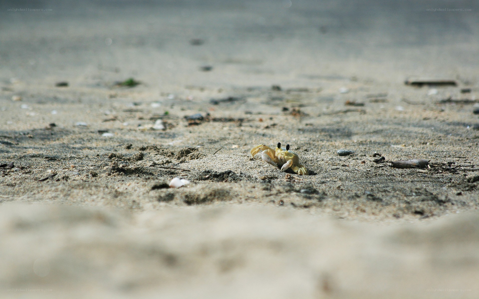 crab on sandy beach
