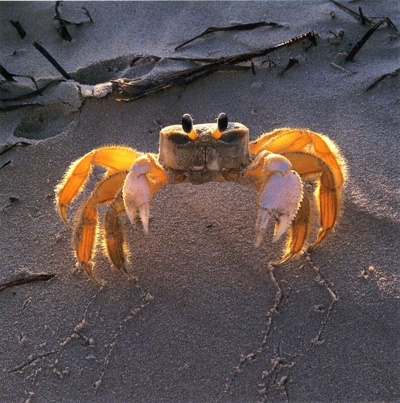 crab on sandy beach