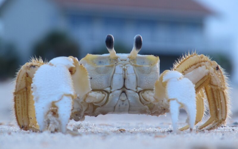 crab on sandy beach