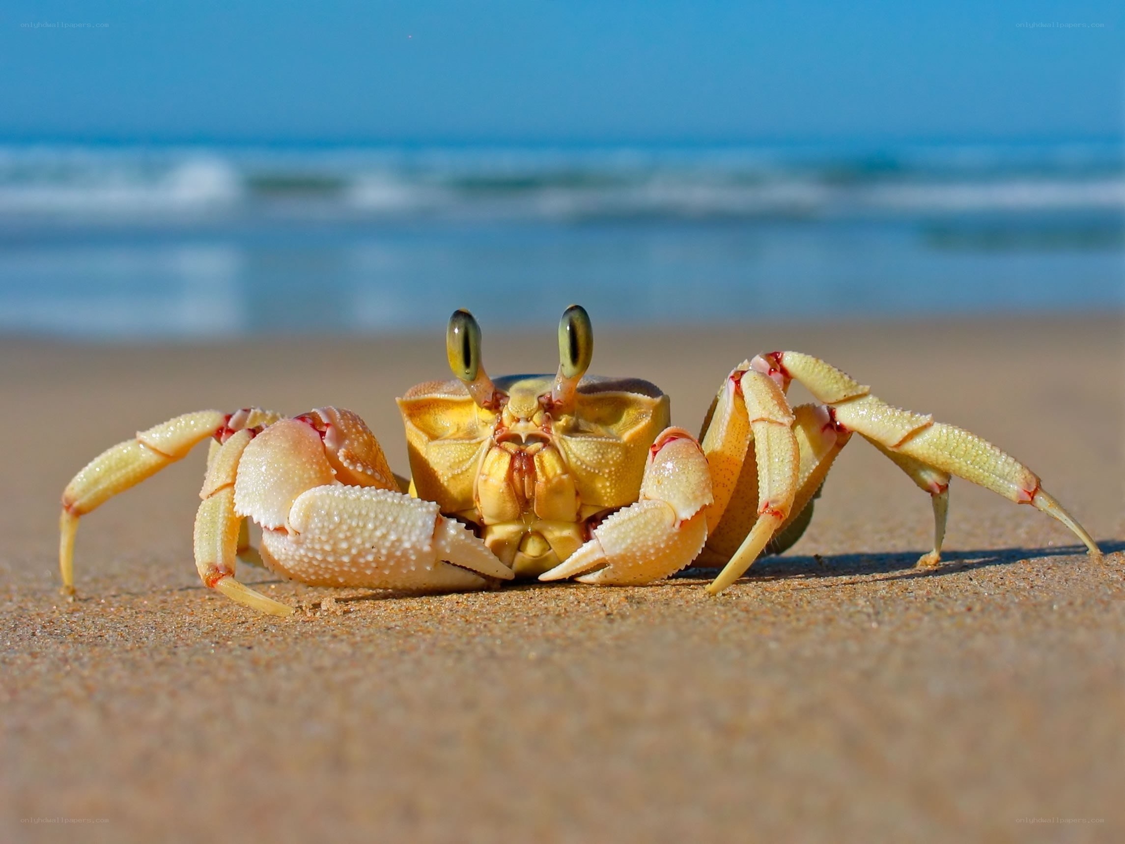 crab on sandy beach