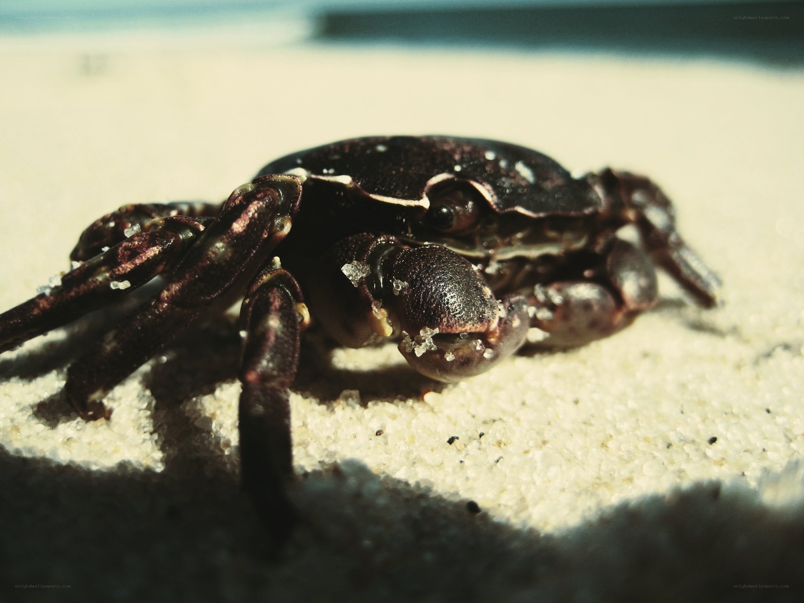 crab on sandy beach
