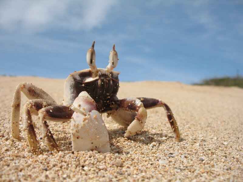 crab on sandy beach