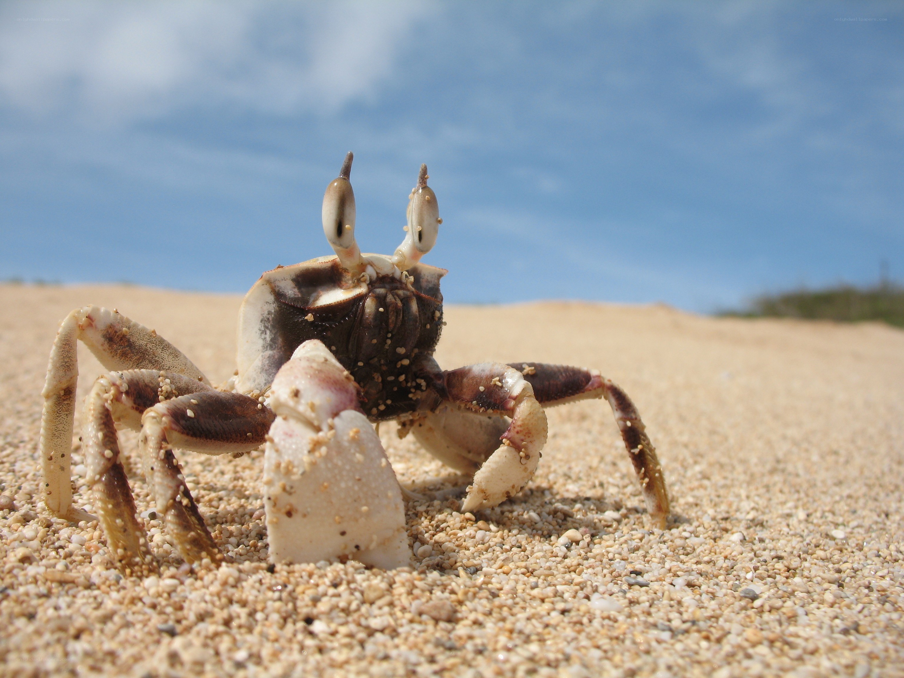 crab on sandy beach
