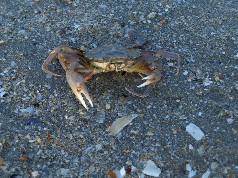 crab on sandy beach