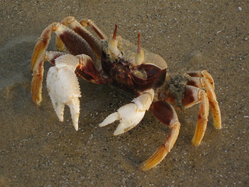 crab on sandy beach