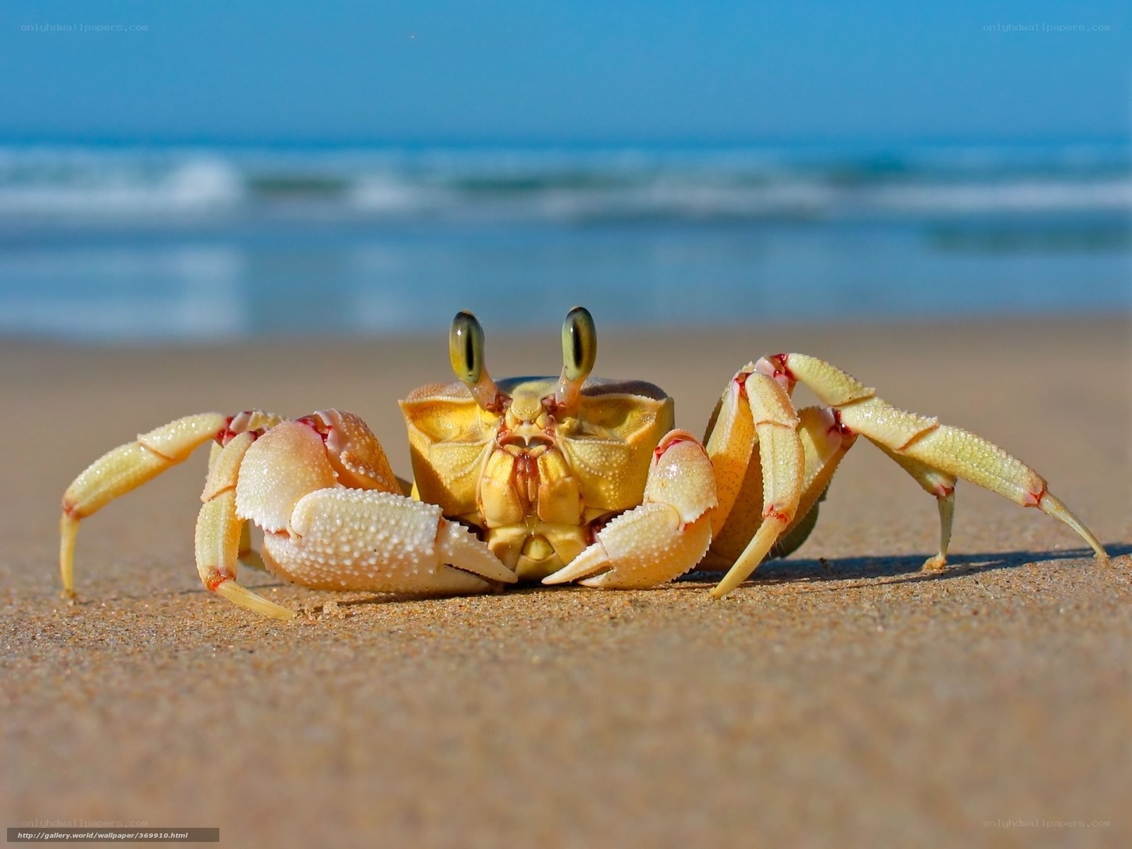 crab on sandy beach