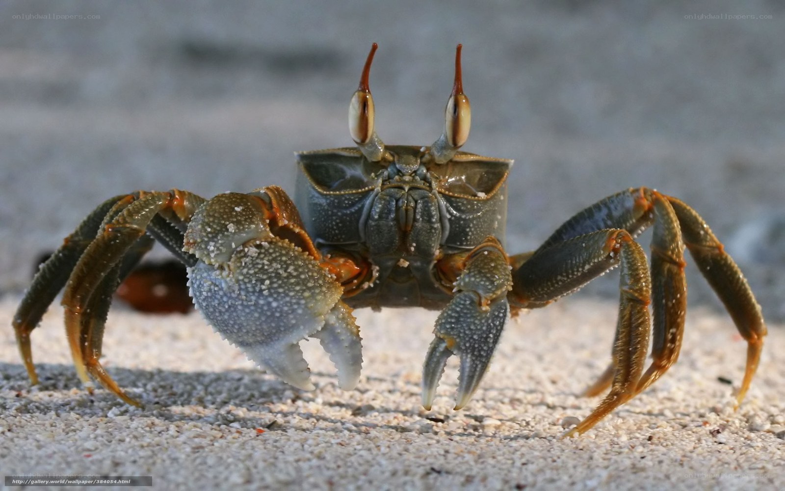 crab on sandy beach
