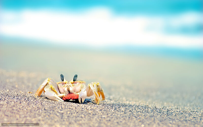 crab on sandy beach