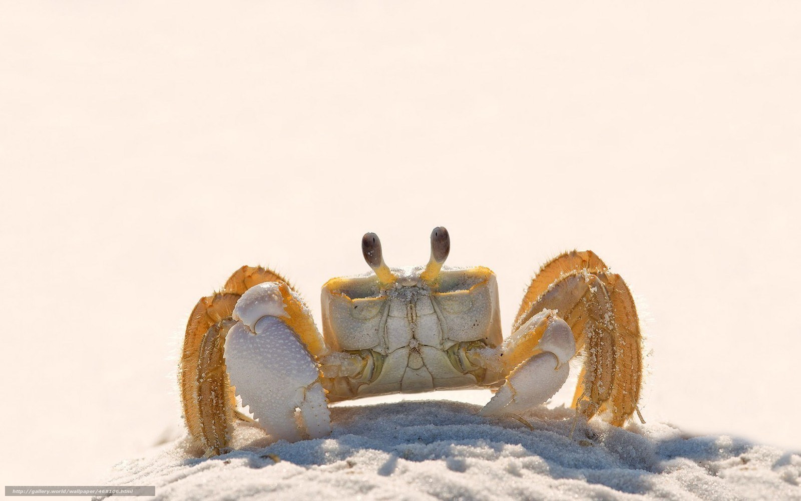 crab on sandy beach