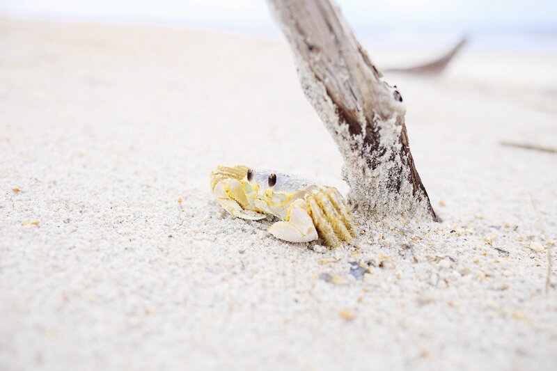 Crab on Sandy Beach — Beige, Calm, Afternoon, Photograph