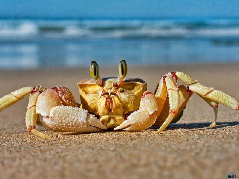 Crab on Sandy Beach — Beige, Calm