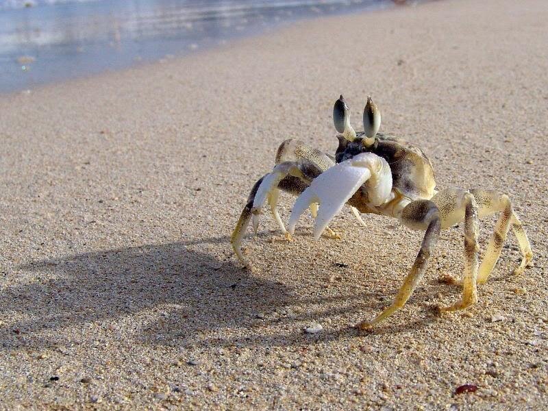 Crab on Sandy Beach — Beige
