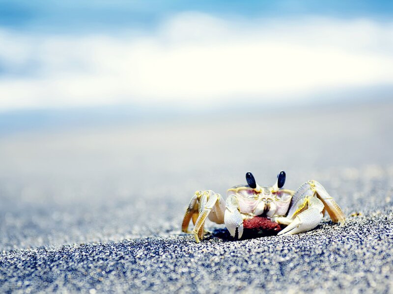 Crab on Sandy Beach — Blue, Calm, Afternoon