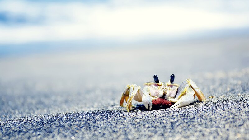 Crab on Sandy Beach — Blue, Calm