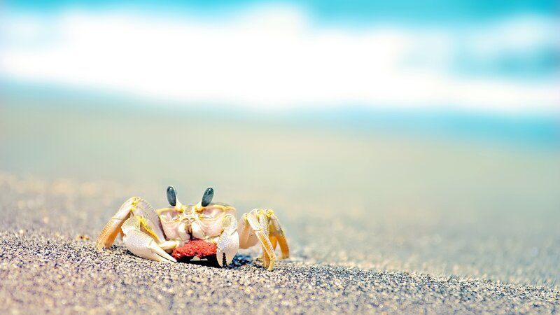 Crab on Sandy Beach — Blue, Serene, Afternoon, Photograph, Sand, Sky, Ocean, Beige