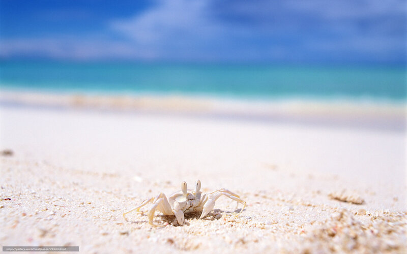 Crab on Sandy Beach — Blue, Serene, Afternoon, Photograph