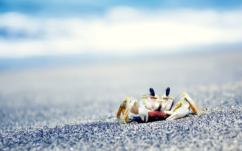 Crab on Sandy Beach — Blue, Serene, Afternoon