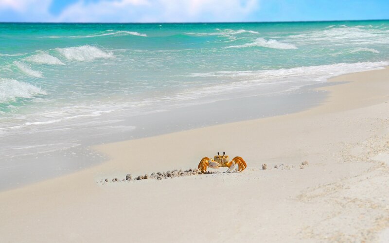 Crab on Sandy Beach — Blue, Serene
