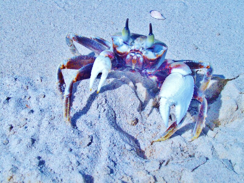 Crab on Sandy Beach — Blue