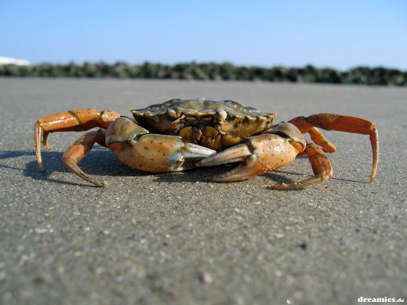 Crab on Sandy Beach — Brown, Calm