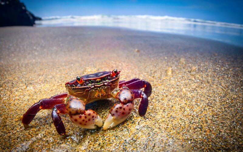 Crab on Sandy Beach — Brown, Natural