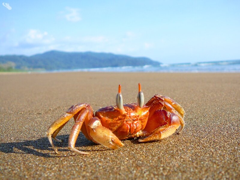 Crab on Sandy Beach — Brown, Serene