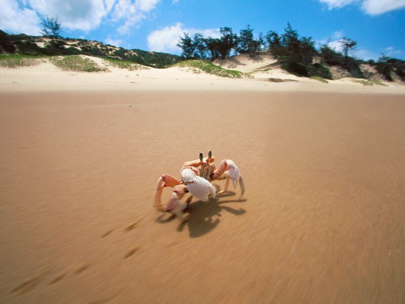 Crab on Sandy Beach — Brown