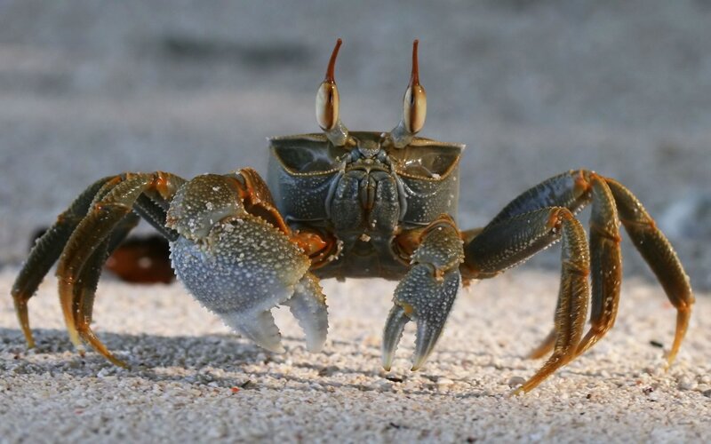Crab on Sandy Beach — Gray, Alert