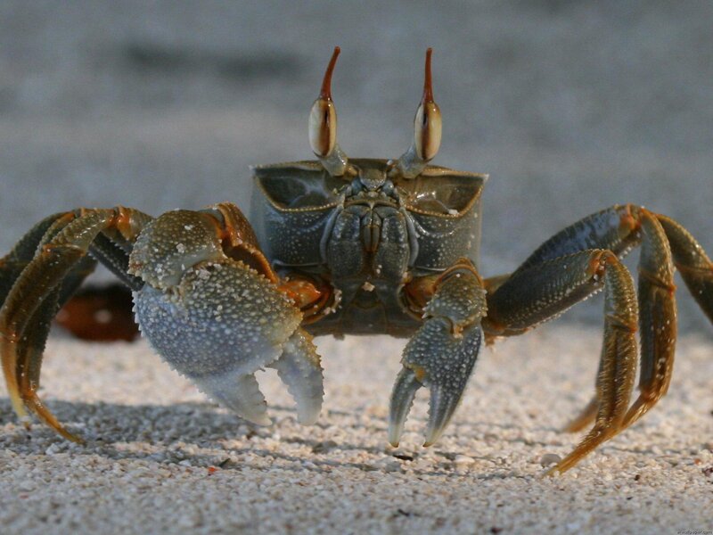 Crab on Sandy Beach — Gray