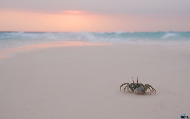 Crab on Sandy Beach — Pink, Serene