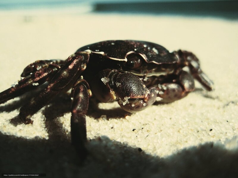 crab on sandy beach