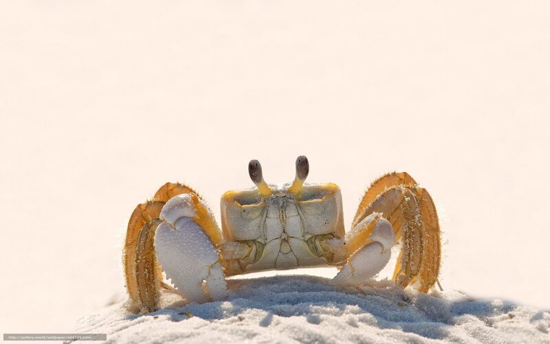 Crab on Sandy Beach — White