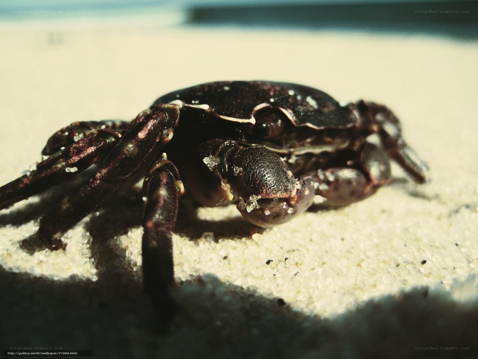 crab on sandy beach
