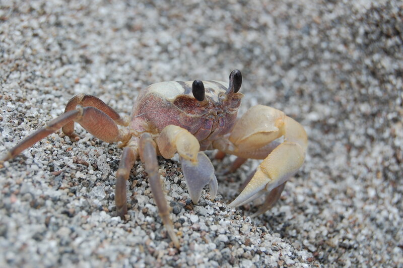 crab on sandy ground