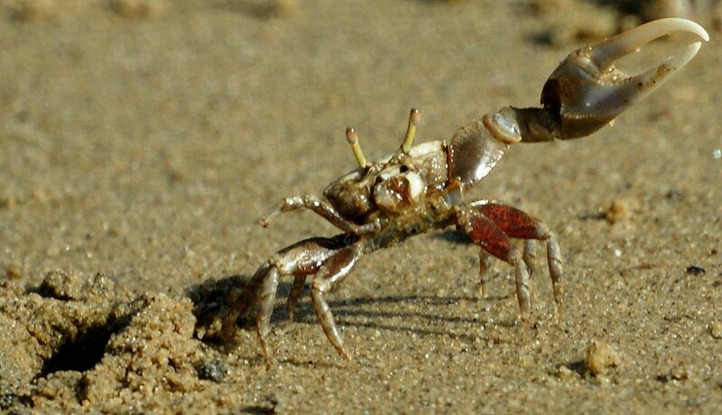Crab on Sandy Ground — Brown