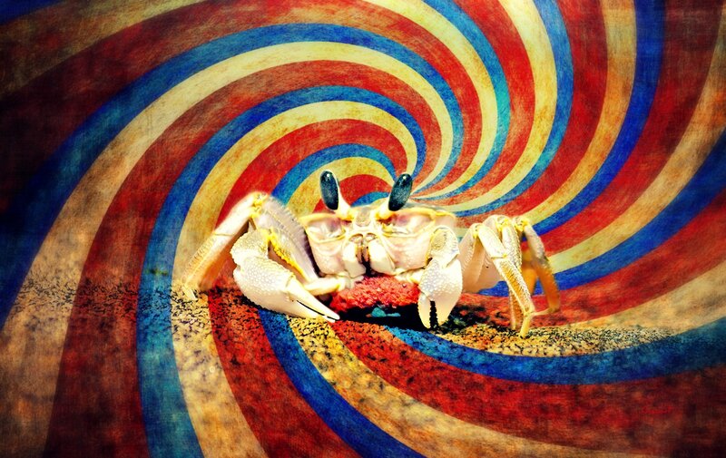Crab on Sandy Surface